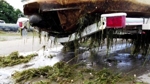 Clean, Drain, Dry to Prevent Aquatic Invasive Species Video